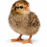 جوجه گلین سالم و سرحال