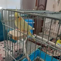 عروس هلندی|پرنده|ایلام, |دیوار