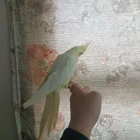 عروس هلندی ماده|پرنده|قم, جمکران|دیوار