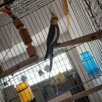 چن عدد عروس هلندی تک نر و ماده بالغ|پرنده|قم, نوبهار|دیوار