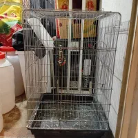 قفس طوطی معاوضه با طوقی