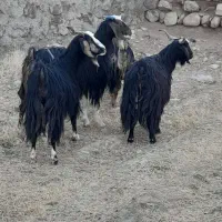 ۴تابز جوان چاغ کشتی وداشتی ومراسمی فروشن
