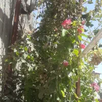باغ تالار ورودی رایگان
