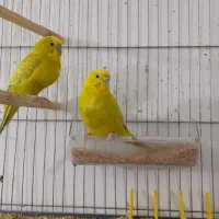 مرغ عشق|پرنده|قم, زنبیل آباد|دیوار