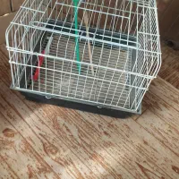 قفس خرگوش و....