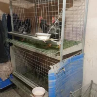 حراج کمیاب خروس ورورک و بارلوندر و قفس حرفه ای|حیوانات مزرعه|اصفهان, میرعماد|دیوار