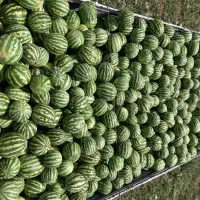 بازدید از مزرعه
