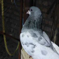 کفتریال سبز