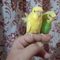 مرغ عشق پروانه ای،سهره،قناری