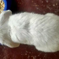 فروش دو خرگوش نروماده