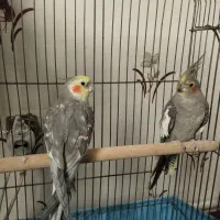 عروس هلندی نر و ماده بالغ