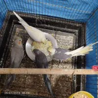 عروس هلندی سالم و سرحال