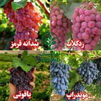 نهال انگور فصلی|خدمات باغبانی و درختکاری|بانه, |دیوار