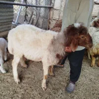 قوچ درجه یک مال زوله کرمانشاه بهترین نژاد