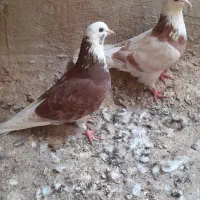 کبوتر شازده|پرنده|قشم, |دیوار