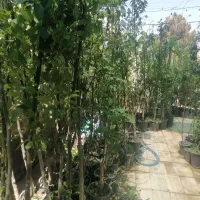 استخدام نیروی آقا|استخدام بازاریابی و فروش|رفسنجان, |دیوار