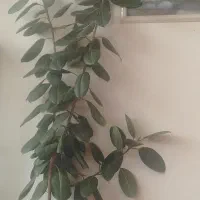 گل طبیعی برای کافه و املاک
