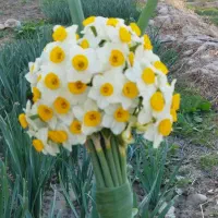 گل نرگس|گل و گیاه طبیعی|سوق, |دیوار