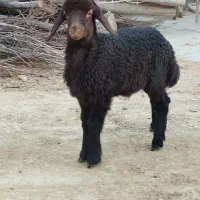 گوسفند بره نر