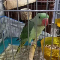 جوجه شاه طوطی