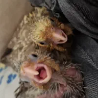 عروس هلند جفت و مولد|پرنده|خوانسار, |دیوار