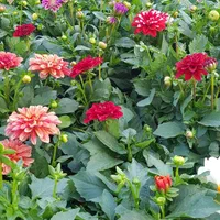 گیاه آهار|گل و گیاه طبیعی|تهران, عباس‌آباد|دیوار