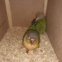 میز و گیرینچیک