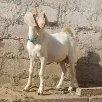 چوش بزغاله سانن مخصوص تخم