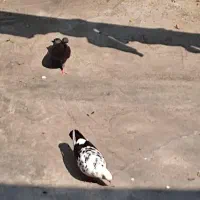 کبوتر خوشگل پرشی نشاندار جفتی|پرنده|رشت, گیل|دیوار