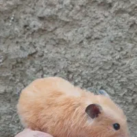 همستر ماده|موش و خرگوش|زرند, |دیوار