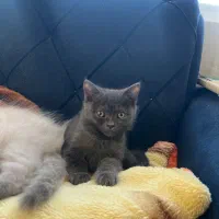 گربه سیامی و اسکاتیش|گربه|بندرعباس, |دیوار