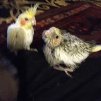 عروس هلندی مولد آوازخون
