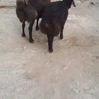 میش گوسفندزاییده بابره نردرشت