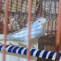 مرغ عشق وعروس هلندی|پرنده|یزد, |دیوار