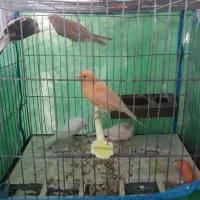 تعدادی قناری|پرنده|گنبد کاووس, |دیوار