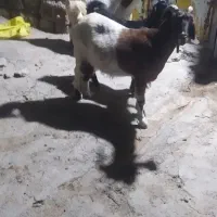 سه عدد بز برا فروش