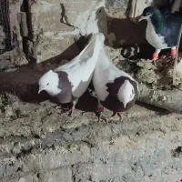 کفترا بی بوم هم پرشی هم تخم جوجه خاطر جمع