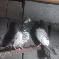 کفتر پرشی پاکستانی|پرنده|بندرعباس, |دیوار