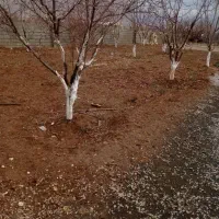 ۱۵ هکتارزمین کشاورزی ابی۳ هکتارباغ بادو چاه برقی.