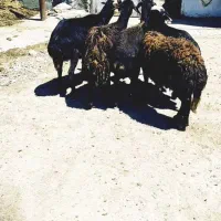 میش قزل افشاری