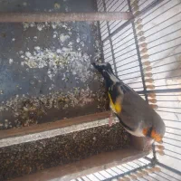 سهره نر جوجه قفس بخون|پرنده|سیرجان, |دیوار