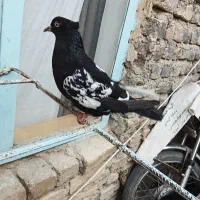 کبوتر