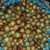 عناب تازه