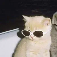 واگذاری گربه