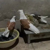 کبوتر شو زرد شو سرخ
