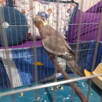 عروس هلندی ماده جوان یک ملیون سالم به شرط|پرنده|شهریار, شهریار|دیوار