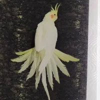 عروس هلندی
