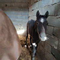 مادیان به همراه کری
