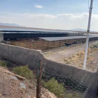 مجموعه گاوداری 100راسی و7 هکتار زمین واب|فروش دفتر صنعتی، کشاورزی، تجاری|نیشابور, ماروسک|دیوار