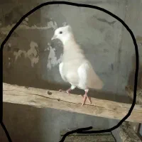 شهرستان فراشبند